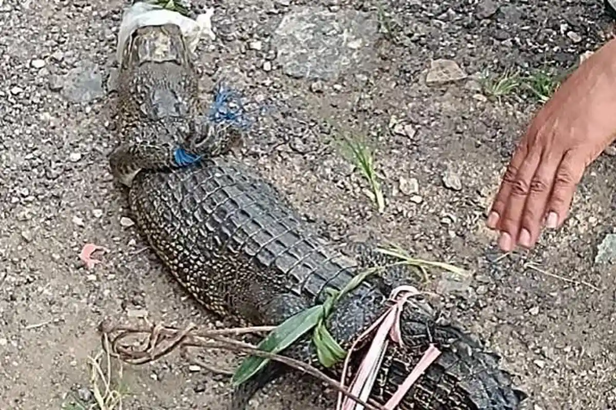 Warga Bombana Sultra Tangkap Buaya 1,5 Meter Saat Pancing Ikan di Embung, Sudah Diserahkan ke TNRAW