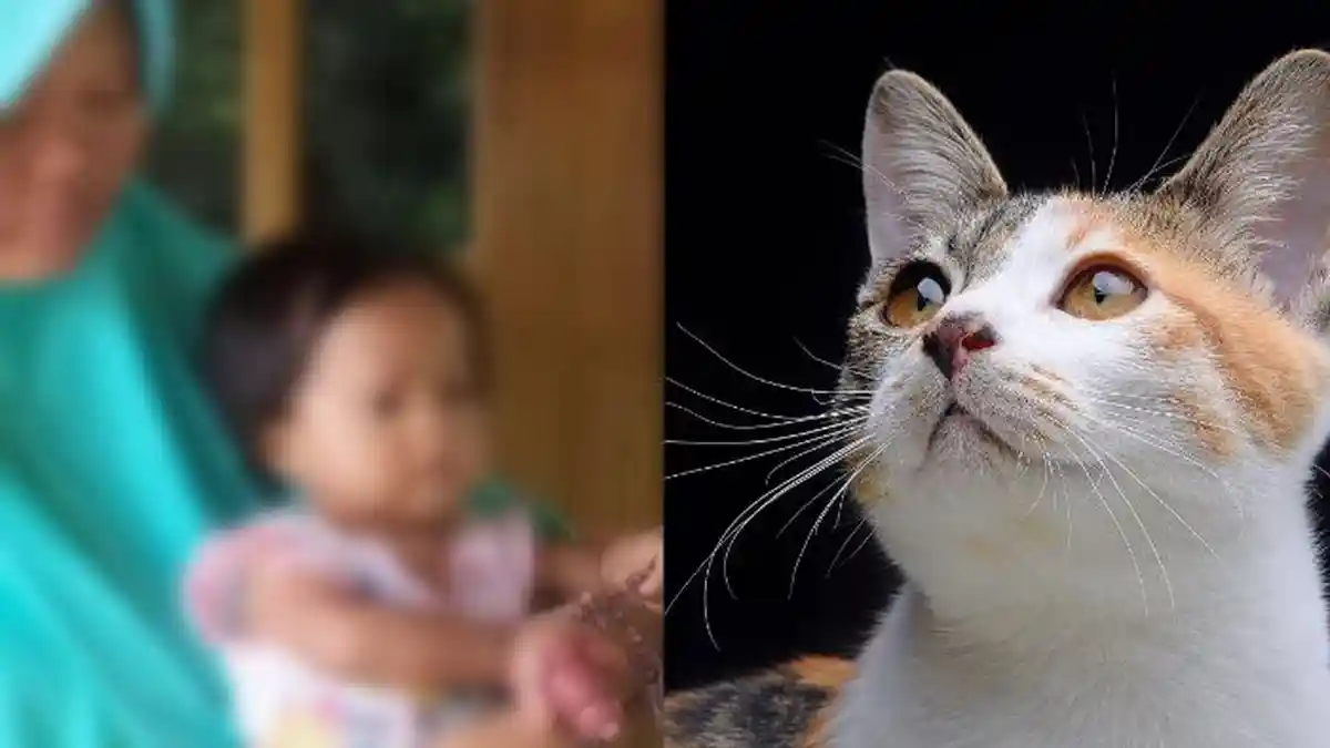 Gegara Digigit Kutu Kucing, Jari Balita Berusia 11 Bulan Kini Bengkak, Terancam Harus Diamputasi