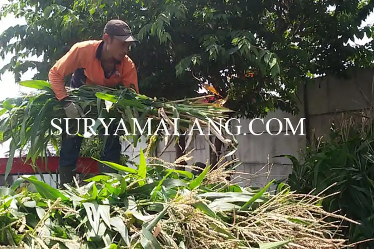 8 Ton Pakan Rumput Disiapkan Fapet UB untuk Ternak Terdampak Erupsi Gunung Semeru