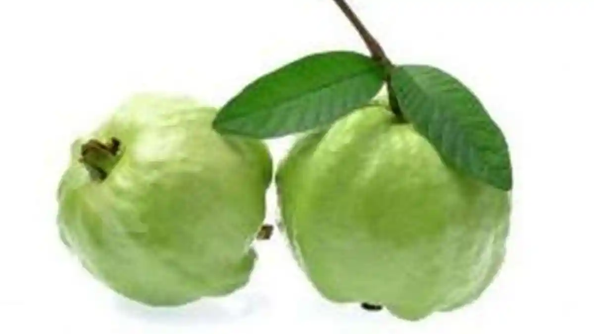 Dipakai Pengobatan Tradisional, Daun Jambu Biji Ampuh Obati Diare Hingga Diabetes