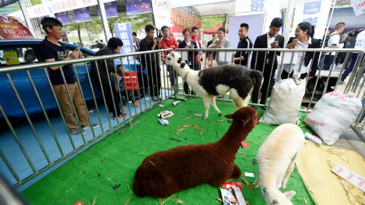 Nggak Pakai Gadis Seksi, Motor Show Ini Hadirkan Hewan Alpaca Justru Ramai Pengunjung - alpaca-di-motor-show_20160405_115132.jpg