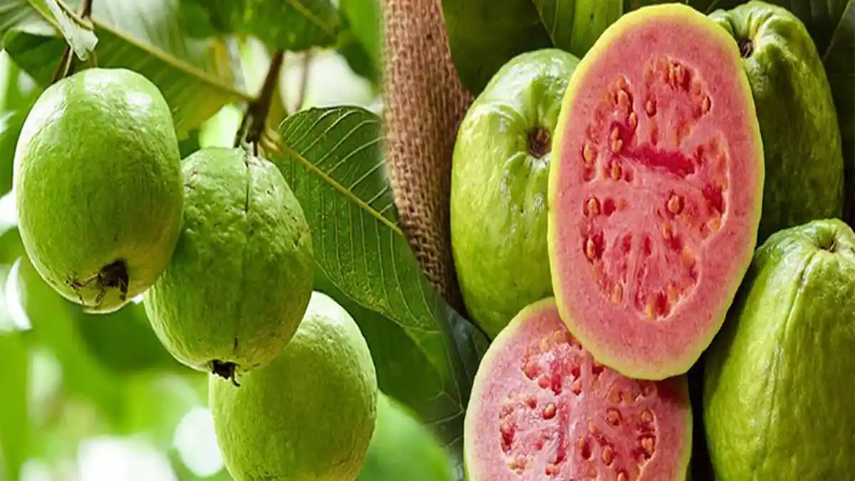 Khasiat Daun Jambu Biji untuk Diabetes, Juga Sangat Baik Melancarkan Pencernaan