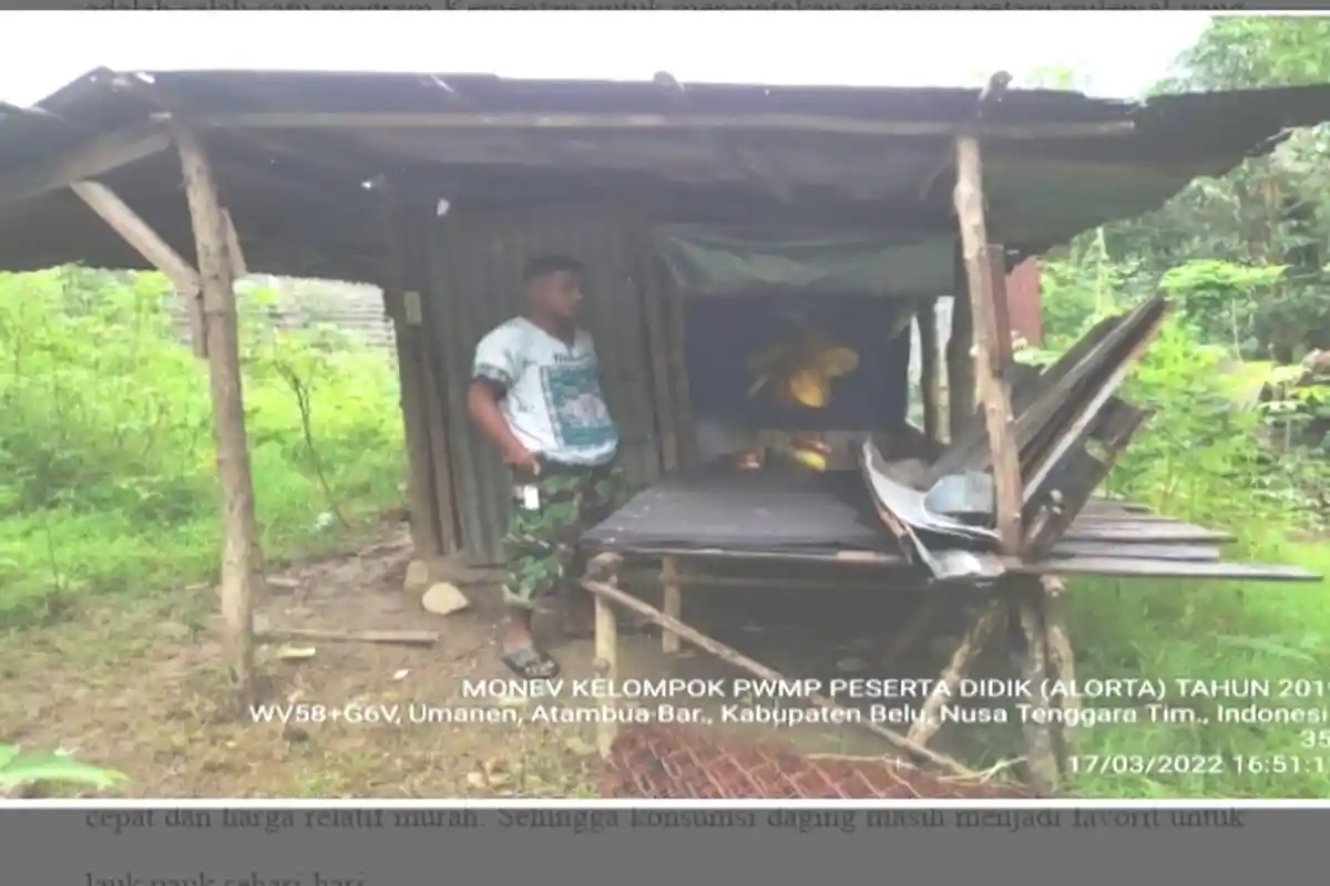 Bermodal Bantuan PWMP, Alumni SMK PP Kementan Sukses Bisnis Ayam Broiler