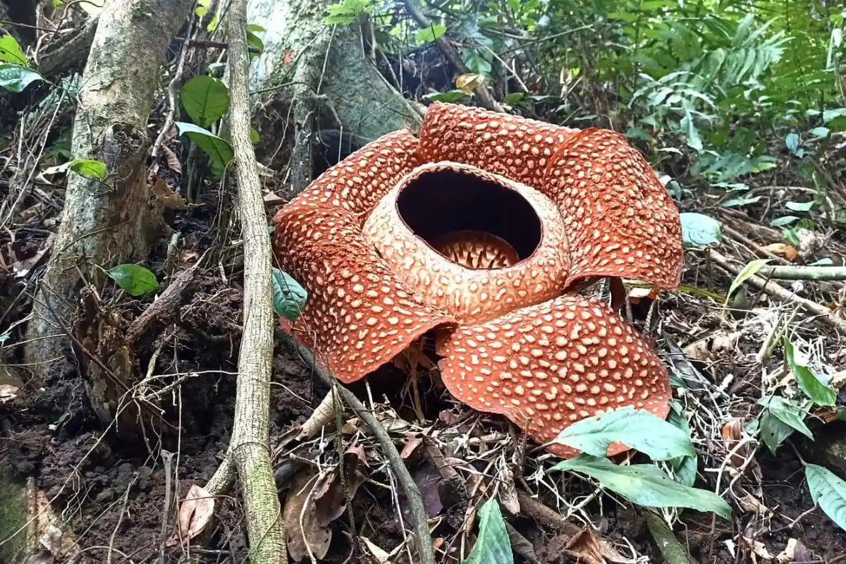 Tumbuh di Pinggir Jalan, Bunga Rafflesia Mekar Sempurna di Liku 9, Cocok Jadi Tempat Ngabuburit