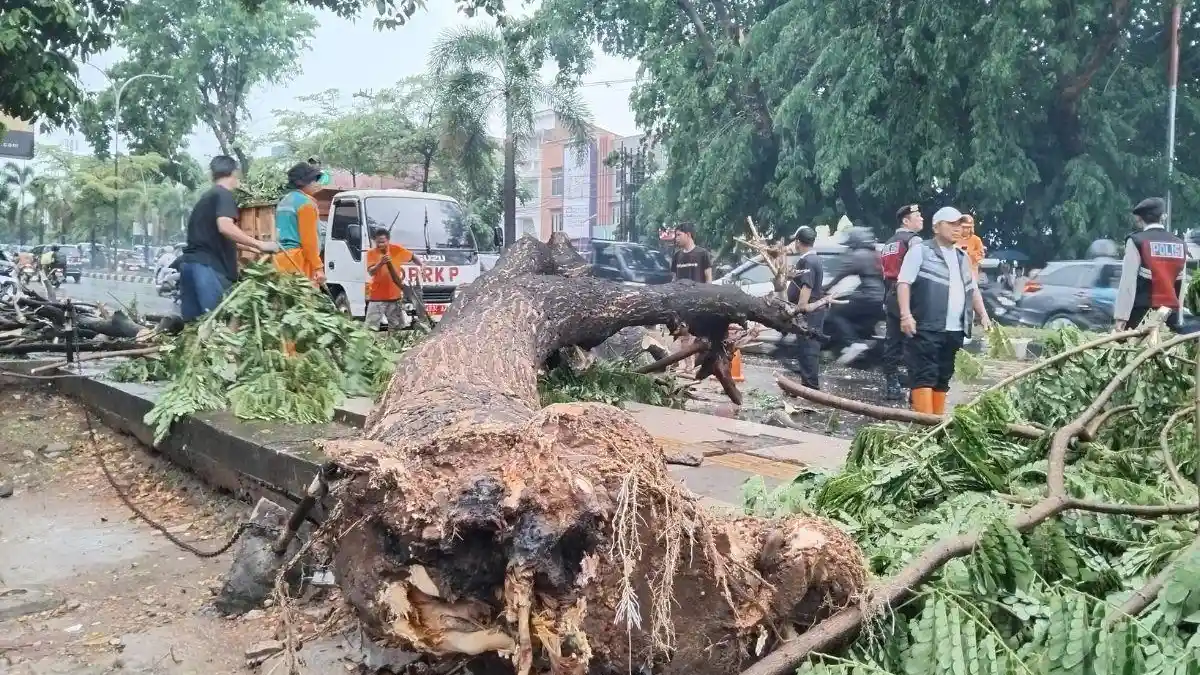 Palembang Dilanda Hujan Deras dan Angin Kencang, 3 Pohon di Jalan Basuki Rahmat Tumbang