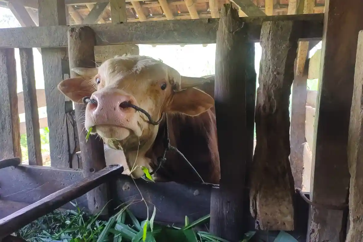 Vaksinasi Booster Hewan Ternak di KBB Disiapkan Setelah Jabar Berstatus Keadaan Darurat PMK