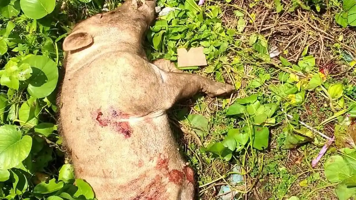 Viral Babi Hutan Masuk Pemukiman, Warga Tidore Panik