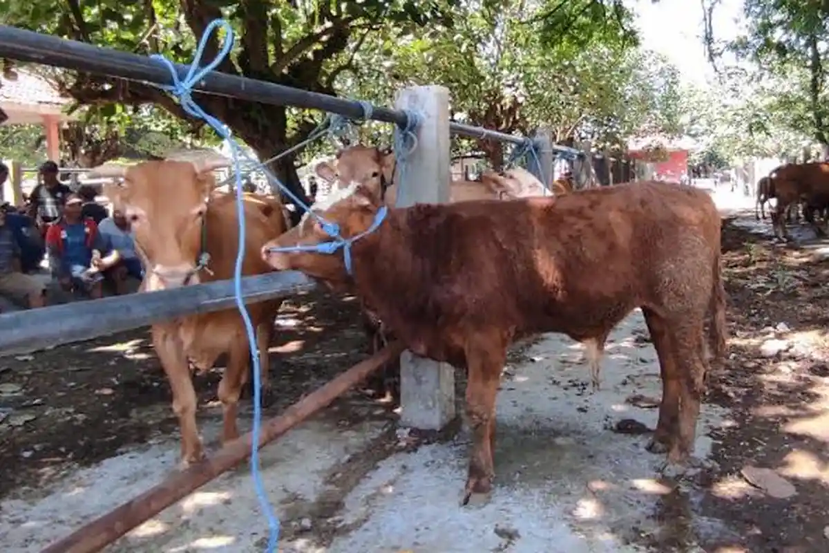 Hari Pertama Dibuka Kembali Pasca Wabah PMK, Kondisi Pasar Sapi Dimoro Kota Blitar Masih Sepi