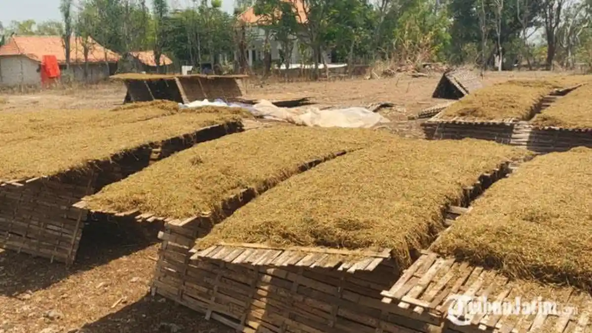 Sampang Sering Mendung dan Hujan, Petani Tembakau Dihantui Rasa Khawatir, Berdoa agar Cuaca Panas