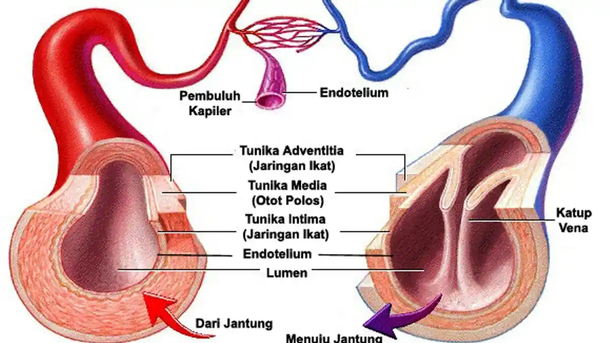 Ini Alasan Mengapa Pembuluh Darah Terlihat Berwarna Biru