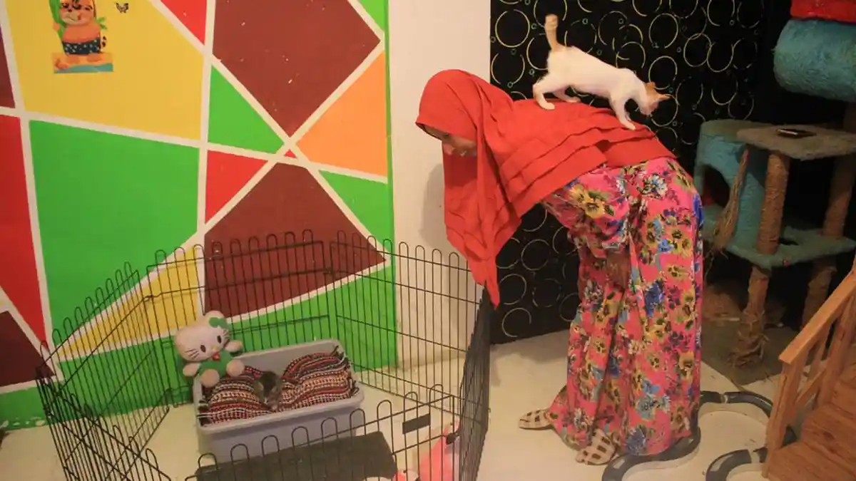 Demi Selamatkan Kucing, Cat Rescue Team Bangun Shelter Khusus