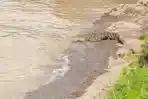 Seekor-buaya-muncul-ke-permukaan-muara-Nangagete-di-Desa-Nebe.jpg