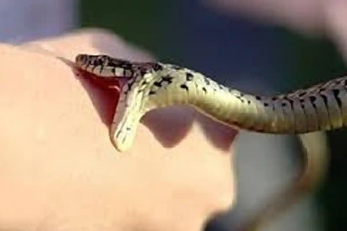 Jangan Panik Saat Digigit Ular Berbisa, Begini Cara Yang Harus Dilakukan Agar Racun Tak Menyebar