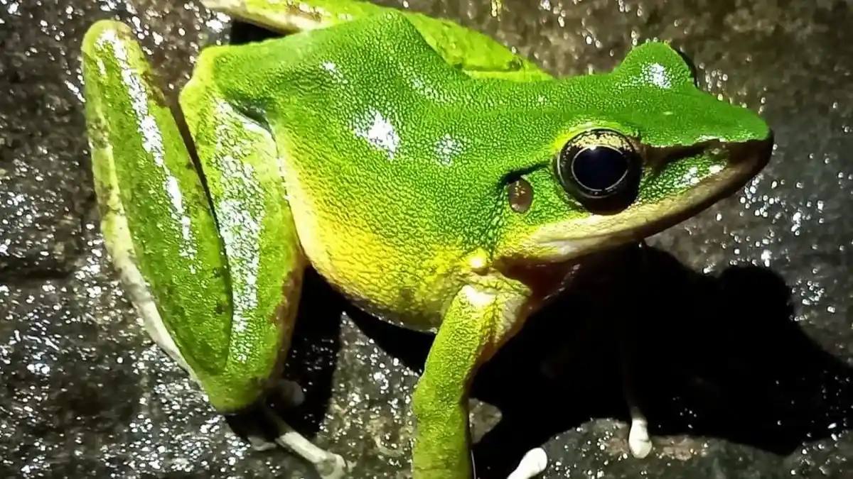 Kabar Baik, Katak Bertanduk Jawa Langka Ditemukan di Pengunungan Sanggabuana Karawang