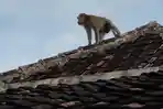 monyet-masuk-rumah-warga.jpg
