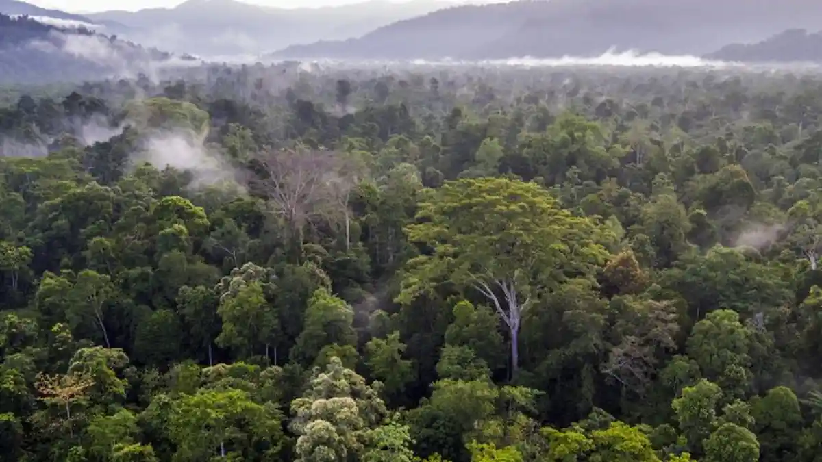 Jelang Hari Lingkungan Hidup Nasional, KLHK Ungkap Selamatkan Ribuan Hutan Indonesia