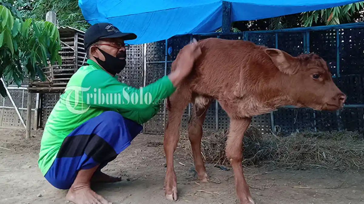 Sapi Berkaki Tiga di Sragen, Sulit Keluar Saat Akan Dilahirkan, Ini Penyebabnya
