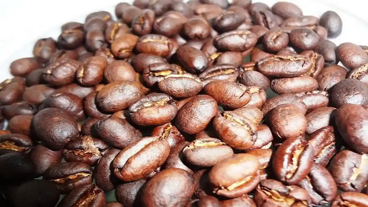 Macam-macam Jenis Tanaman Kopi di Indonesia
