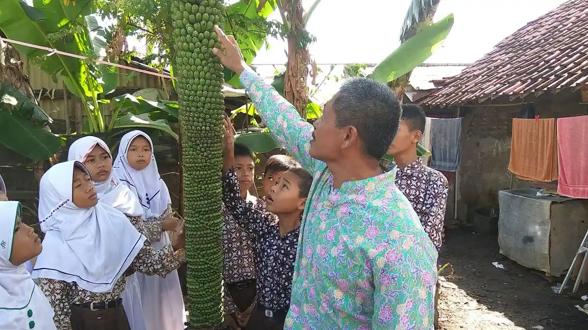 UNIK, Tandan Pisang Sepanjang Dua Meter Milik Suripto Menjuntai Hampir Sentuh Tanah