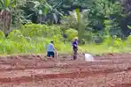penanaman-bawang-merah-sebagai-upaya-menekan-kemiskinan.jpg