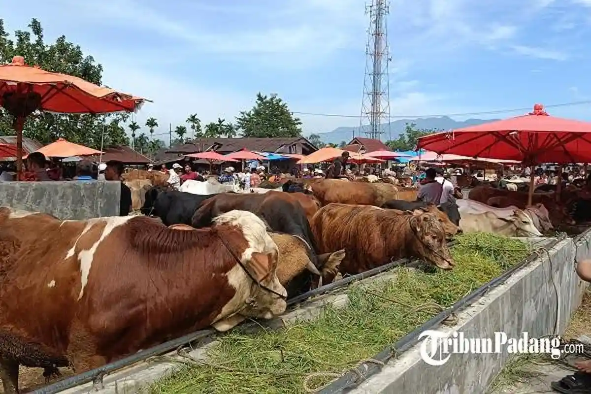 Kisaran Harga Sapi Kurban di Padang, Dinas Pertanian: Berat Daging 60 Kg Berkisar Rp16 Juta