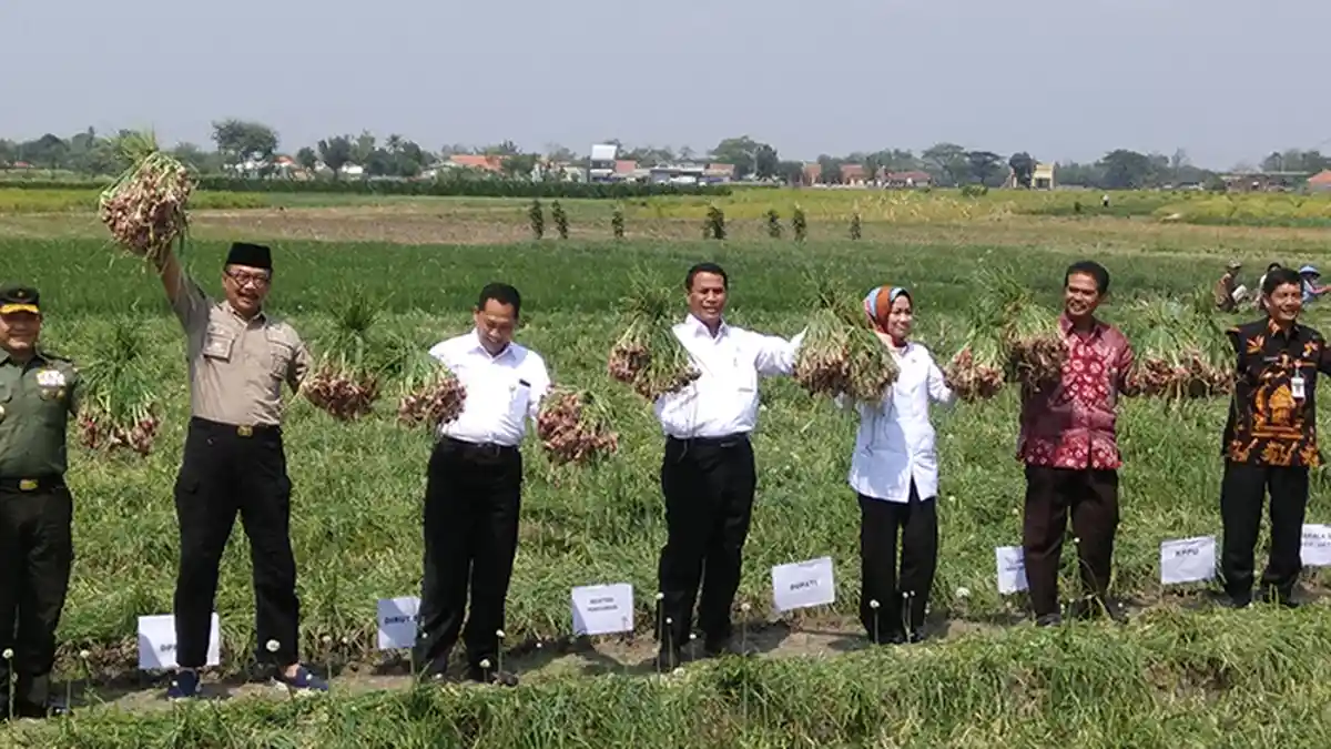 Mentan Amran Sulaiman Hadiri Panen Raya Bawang Merah di Brebes