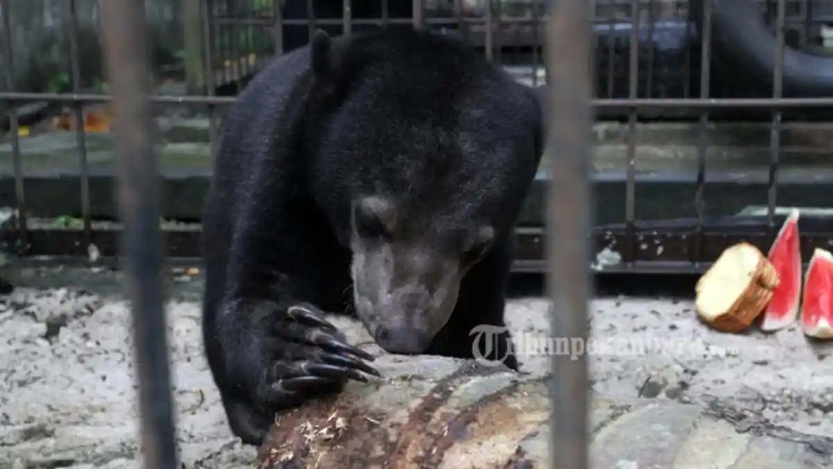 FOTO: Beruang Madu Direhabilitasi di BBKSDA Riau - beruang-2_20170124_164106.jpg