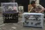 Penyelundupan Burung Dari Balikpapan