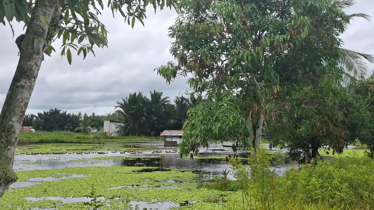 Alih Fungsi Lahan Rawa Pertanian Yang Tergenang untuk Ternak Itik di ...