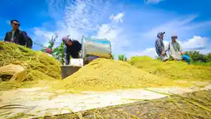 Produksi-beras-nasional-tercatat-berkisar-antara-26-hingga-57-juta-ton-per-bulan.jpg