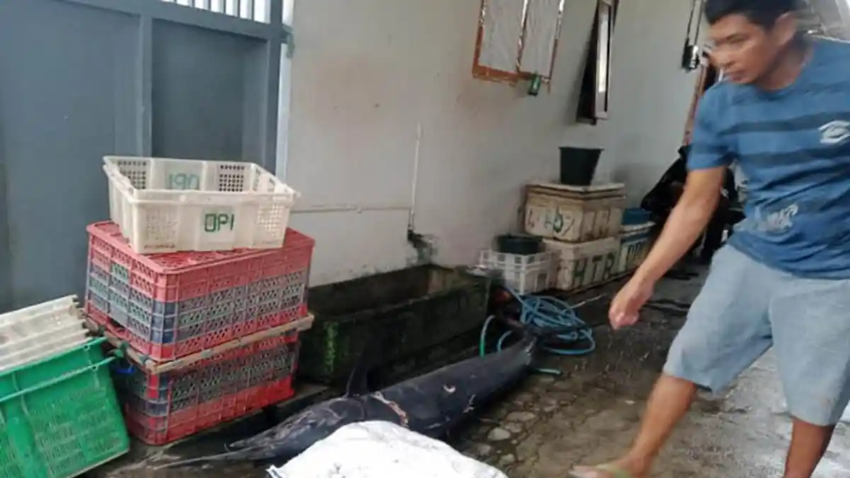Diserang Ikan Marlin Sampai Menembus Leher, Nelayan Situbondo Tewas di Atas Perahunya