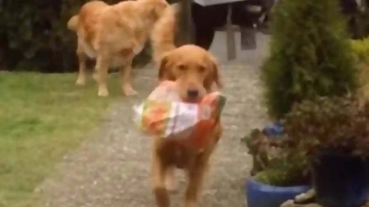 Mengapa Anjing Terkadang Suka Makan Kotorannya Sendiri? Ini Kata Peneliti