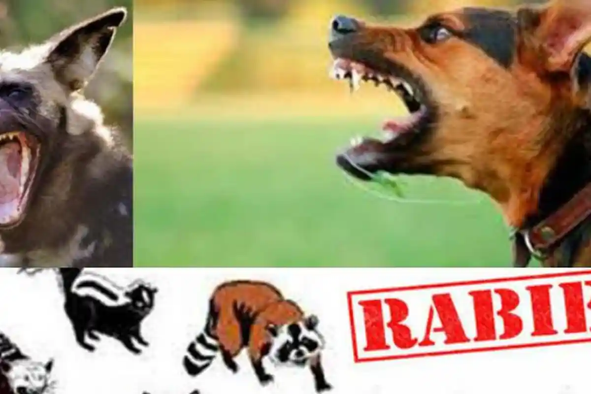 MENCEKAM! 21 Orang di NTT Terinfeksi Rabies, Penyakit Anjing Kian Ganas hingga Ada Korban yang Tewas