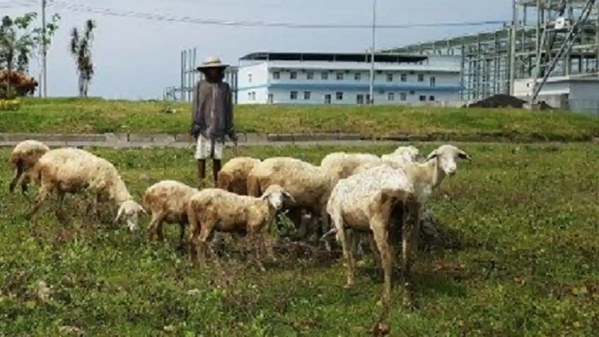 Maling Gondol 11 Kambing di Madiun, 1 Kambing Lepas di Jalan