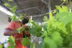 Budidaya Anggur di Pesisir Jakarta