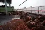 Pabrik Kelapa Sawit Buatan I