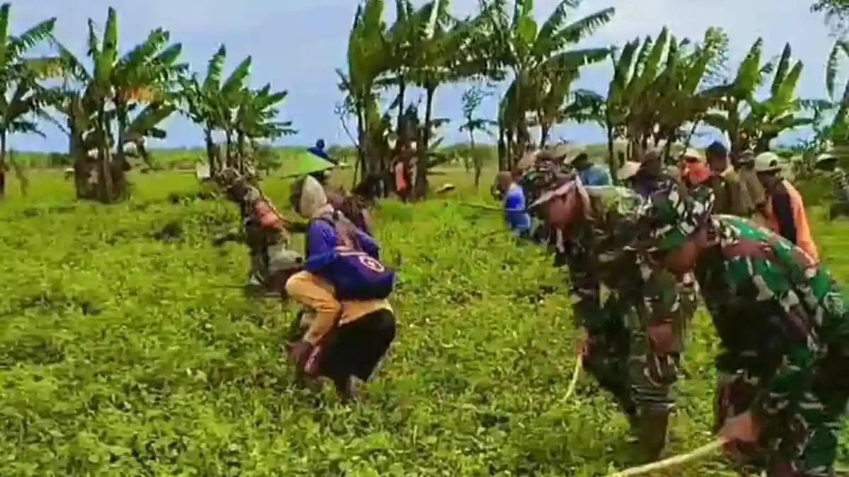 Pemkab Batang dan 100 Petani Gelar Gropyokan Tikus Masif, 150 Hektare Sawah Digarap