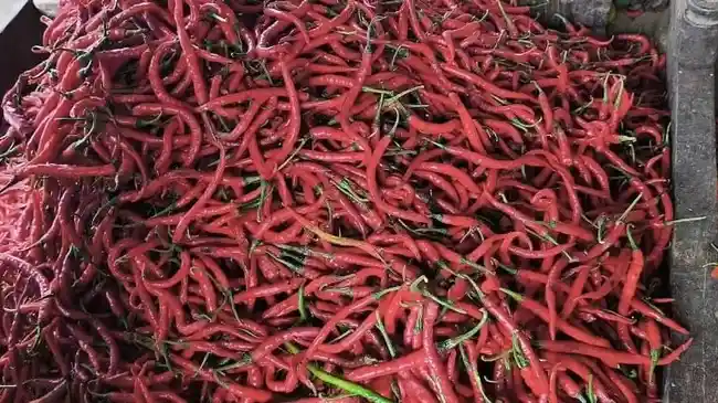 Tribun