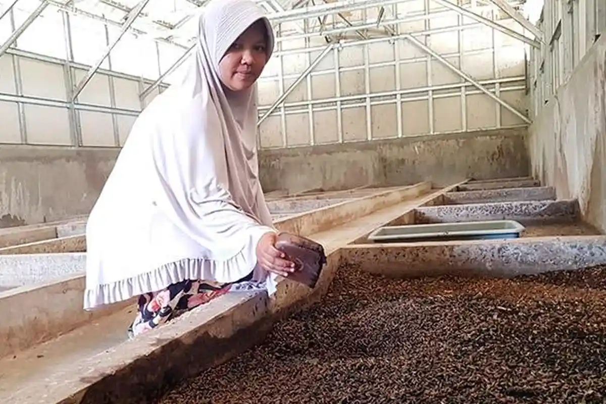 Meraup Cuan dari Budidaya Maggot, Pakan Ternak yang Bergizi