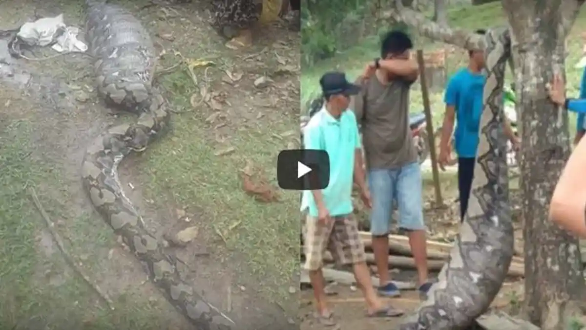 VIDEO - Ular Piton Raksasa Ditemukan Dengan Perut Kembung, Begitu Dibelah Ternyata Ini di Dalamnya
