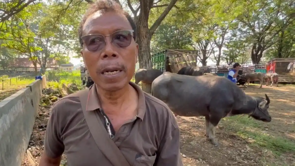 Harga Kerbau Mulai Naik hingga Rp3 Juta Per Ekor, Diburu Pembeli untuk Hewan Kurban