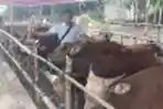 Jelang Idul Adha Pedagang Hewan Kurban Mulai Bermunculan