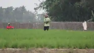 petani-lampung-tengah-dihantui-serangan-hama-sundep.jpg