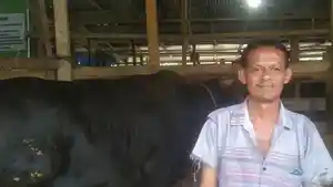 Sapi-Limosin-900-Kg-Milik-Peternak-Agus-Wanaji-Jadi-Hewan-Kurban-Presiden-Prabowo-di-Muna-Barat.jpg