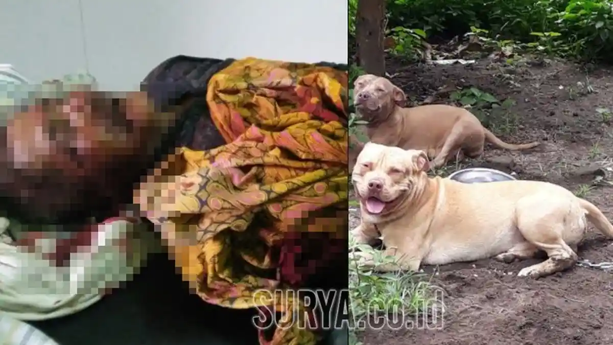 Seorang Pria di Kediri Tewas Mengenaskan Diserang Dua Anjing Pitbull