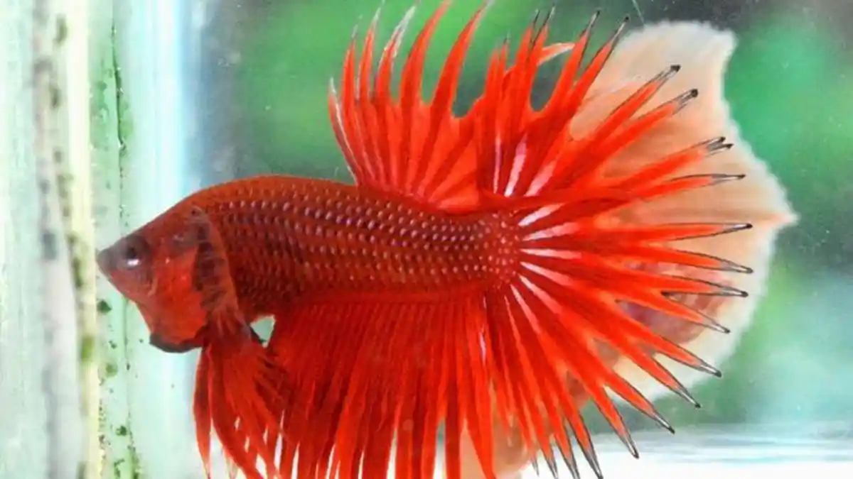 Tiga sampai 4 Kali Juara Ikan Cupang Ini Dihargai Rp15 Juta