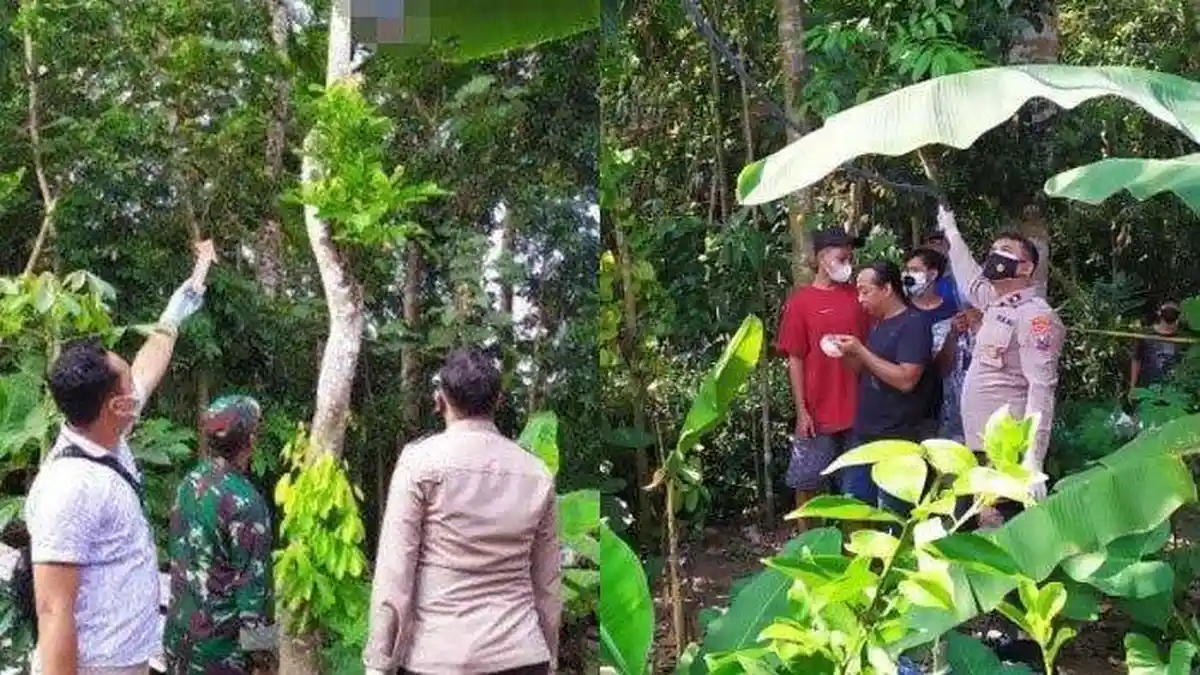 Pria Blitar Akhiri Hidup di Pohon Rambutan, Istrinya Ditemukan Tewas dalam Kamar