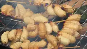 papuabarat/KULINER-SATE-ULAT-SAGU.jpg