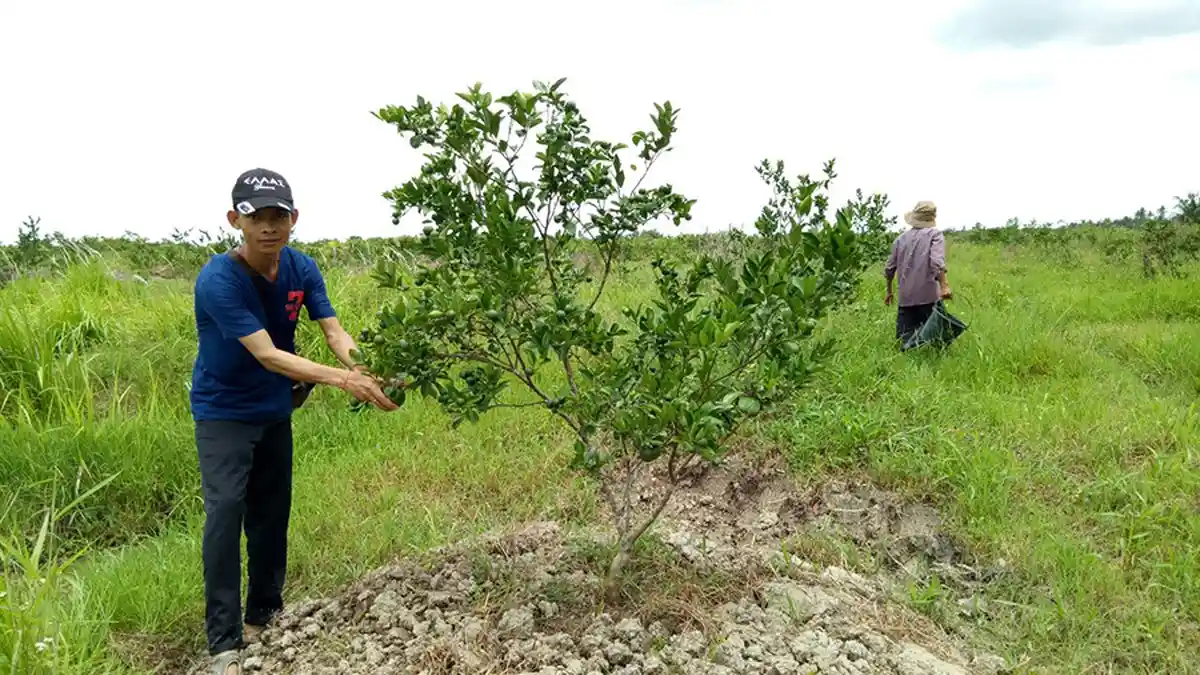 Miliki Dampak Langsung Pada Petani, Kementerian RI Batalkan Pangkas Anggaran Program Hortikultura