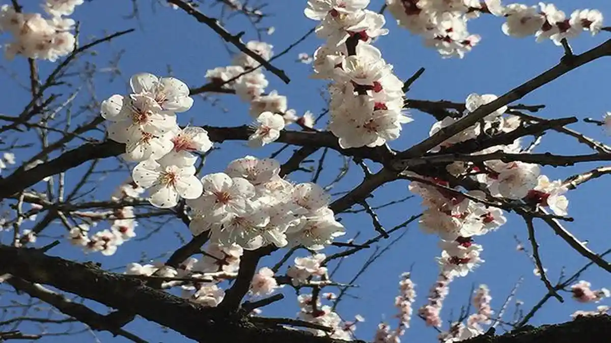 Bunga Sakura Mulai Mekar di Tokyo dan Fukuoka Jepang